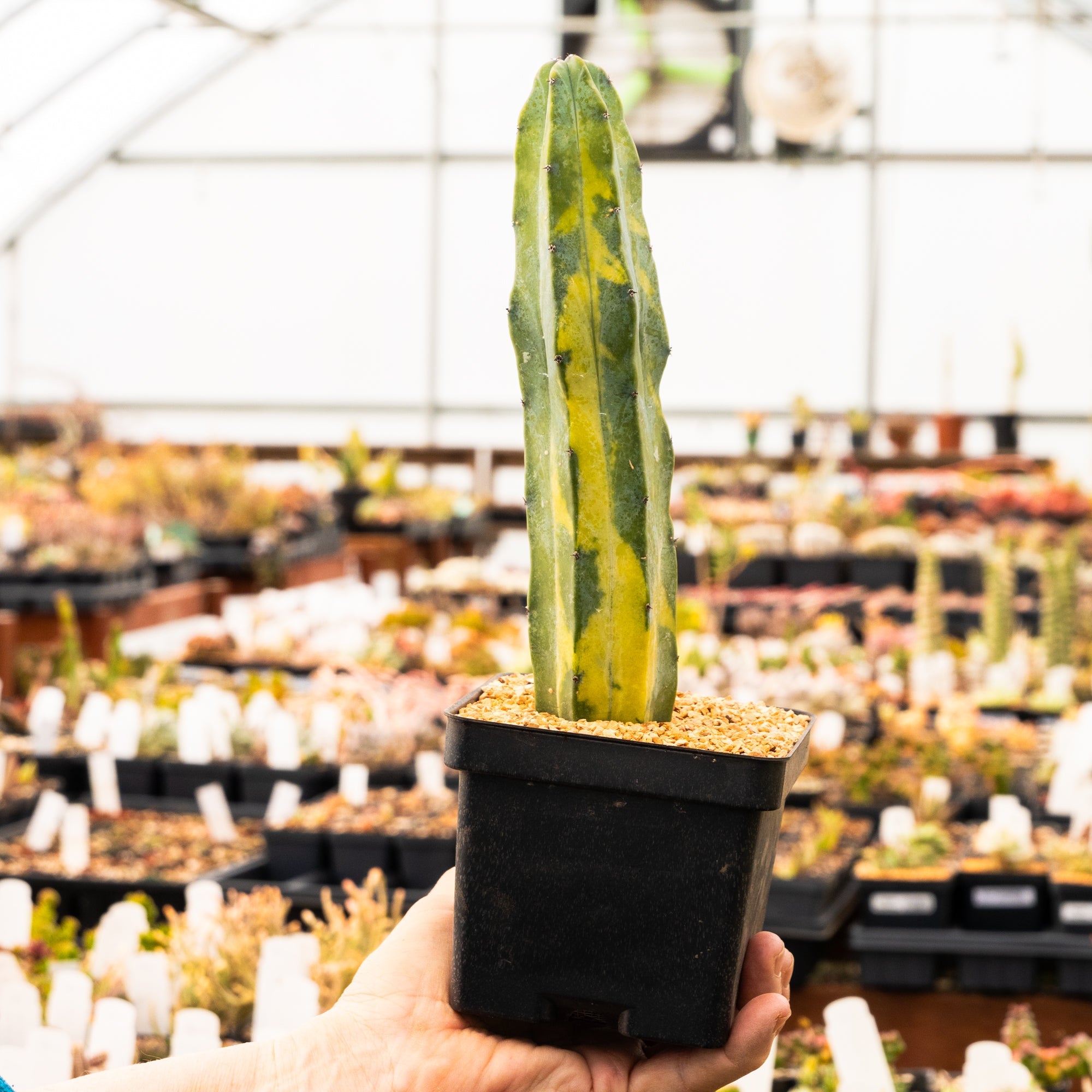 Myrtillocactus geometrizans f. variegata - Vivid Root