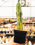 Myrtillocactus geometrizans f. variegata - Vivid Root