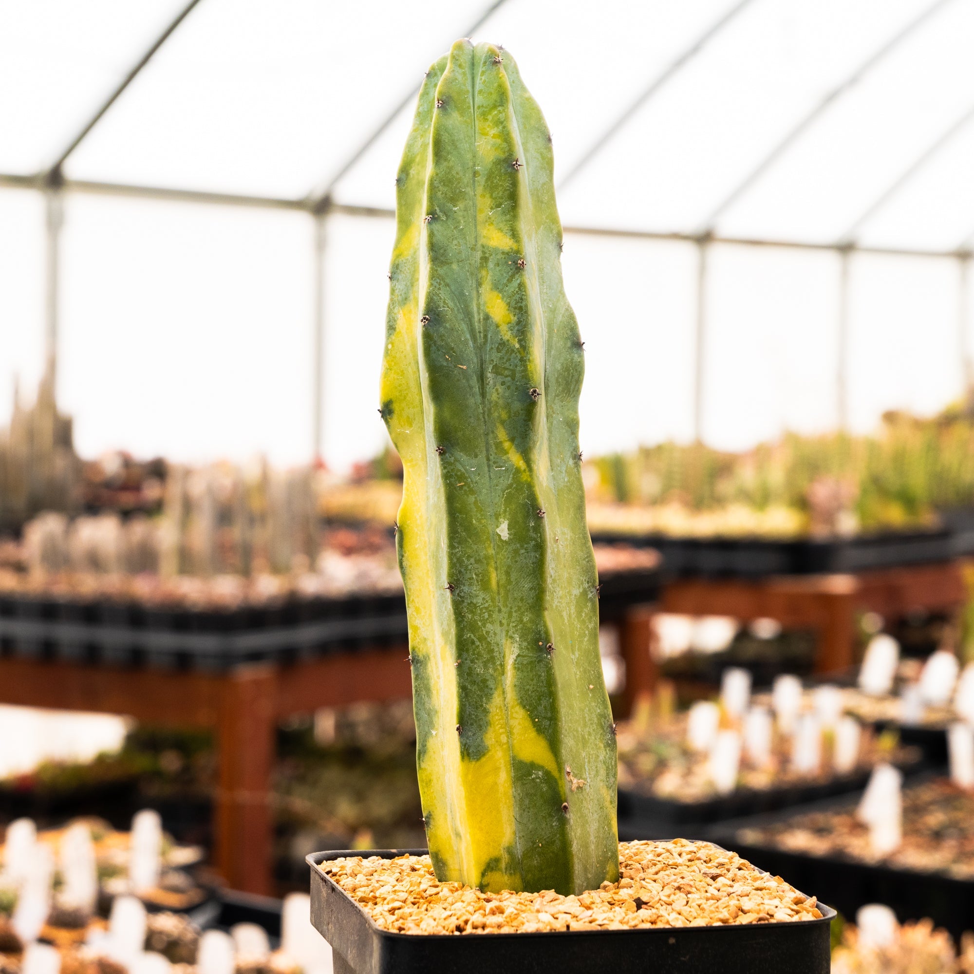Myrtillocactus geometrizans f. variegata - Vivid Root