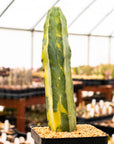 Myrtillocactus geometrizans f. variegata - Vivid Root
