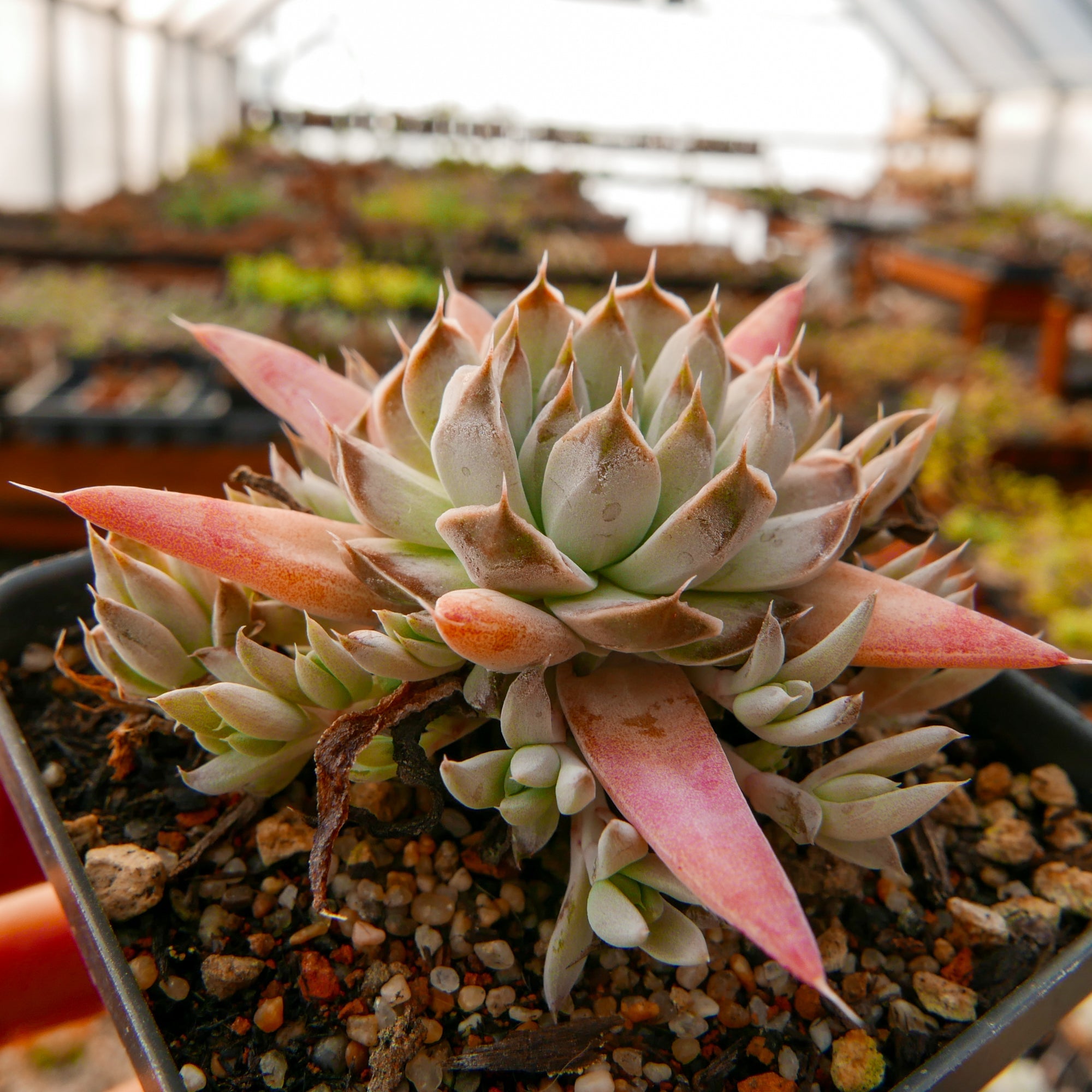 Orostachys fimbriata - Vivid Root