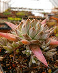 Orostachys fimbriata - Vivid Root