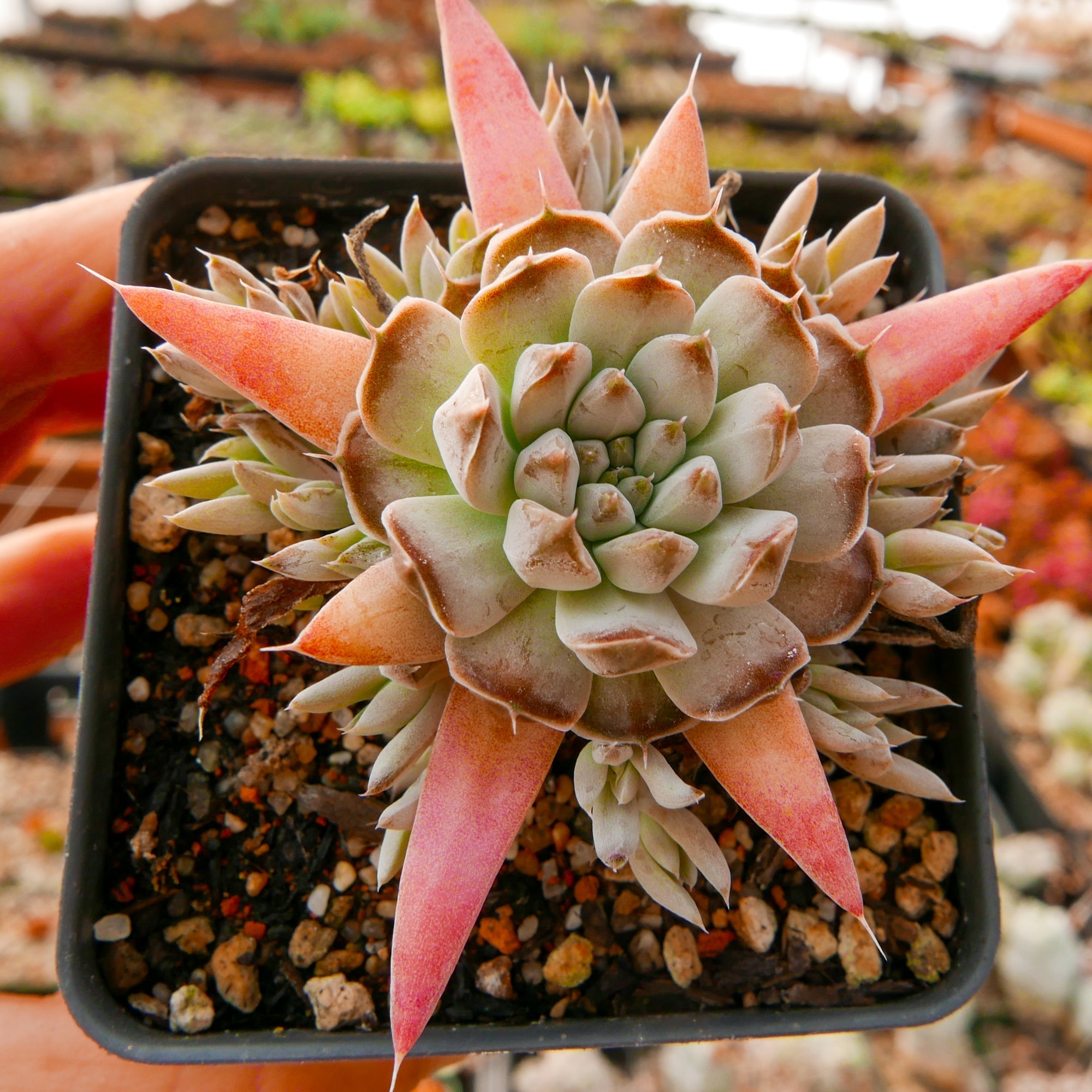 Orostachys fimbriata - Vivid Root