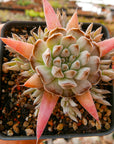 Orostachys fimbriata - Vivid Root