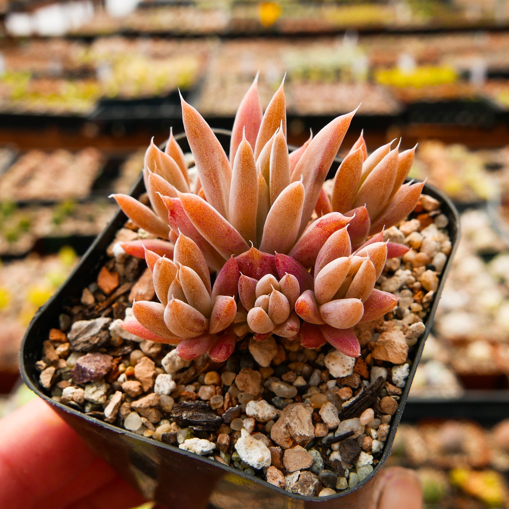 Orostachys fimbriata - Vivid Root