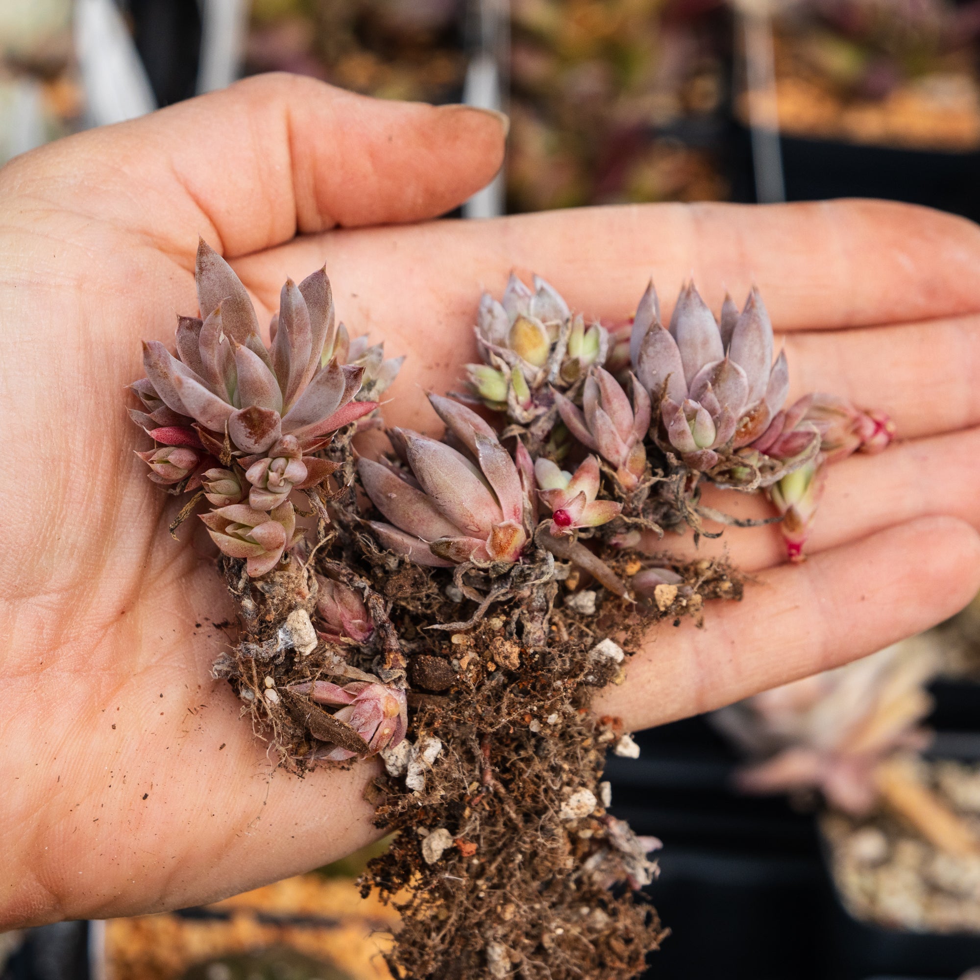 Orostachys fimbriata - Vivid Root