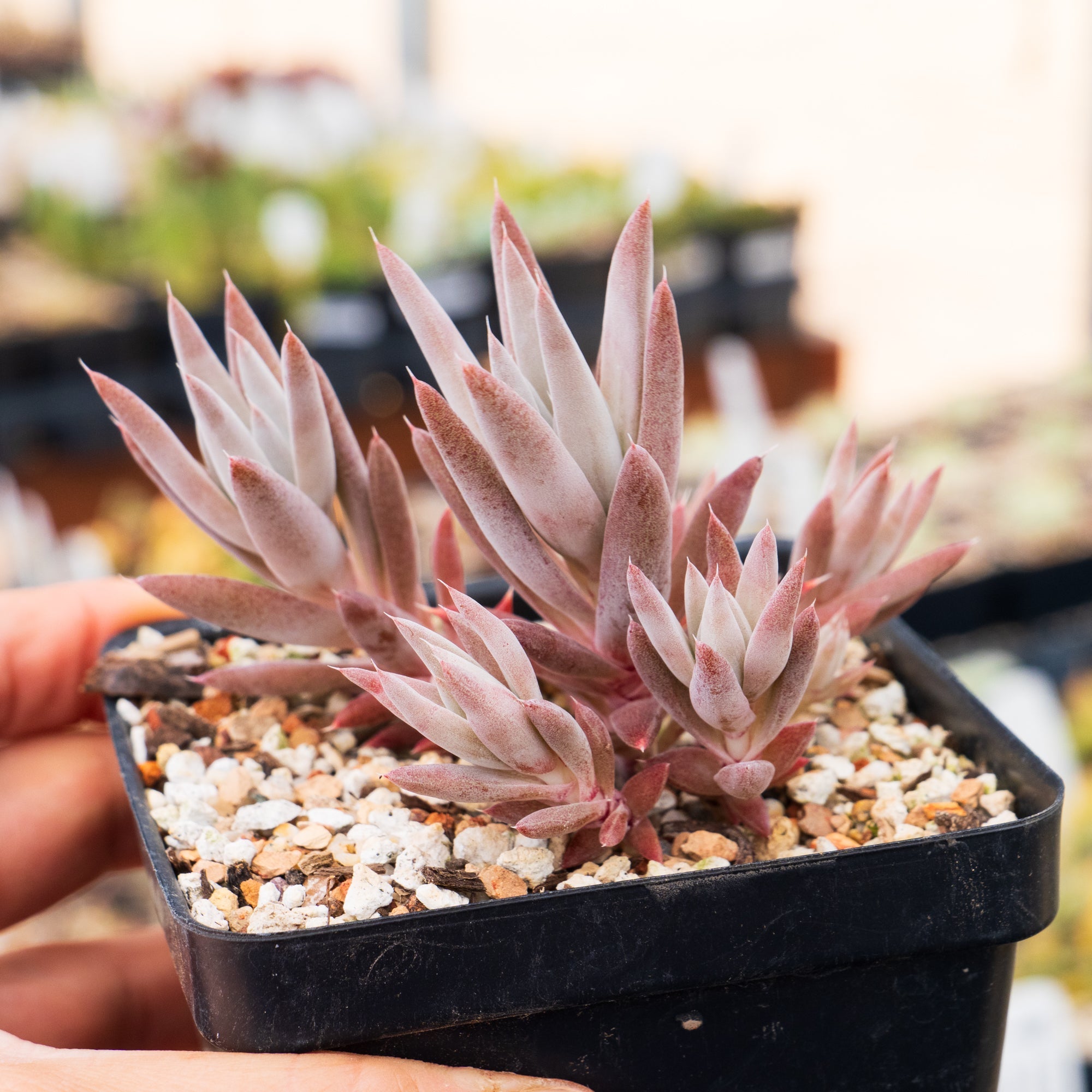 Orostachys fimbriata - Vivid Root