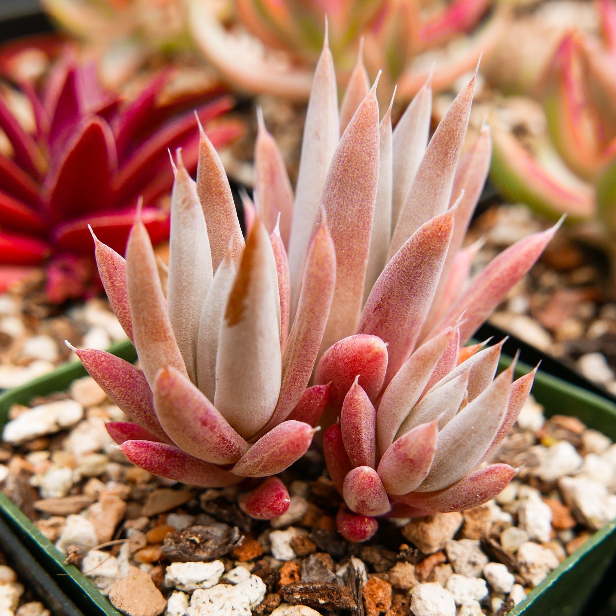 Orostachys fimbriata - Vivid Root