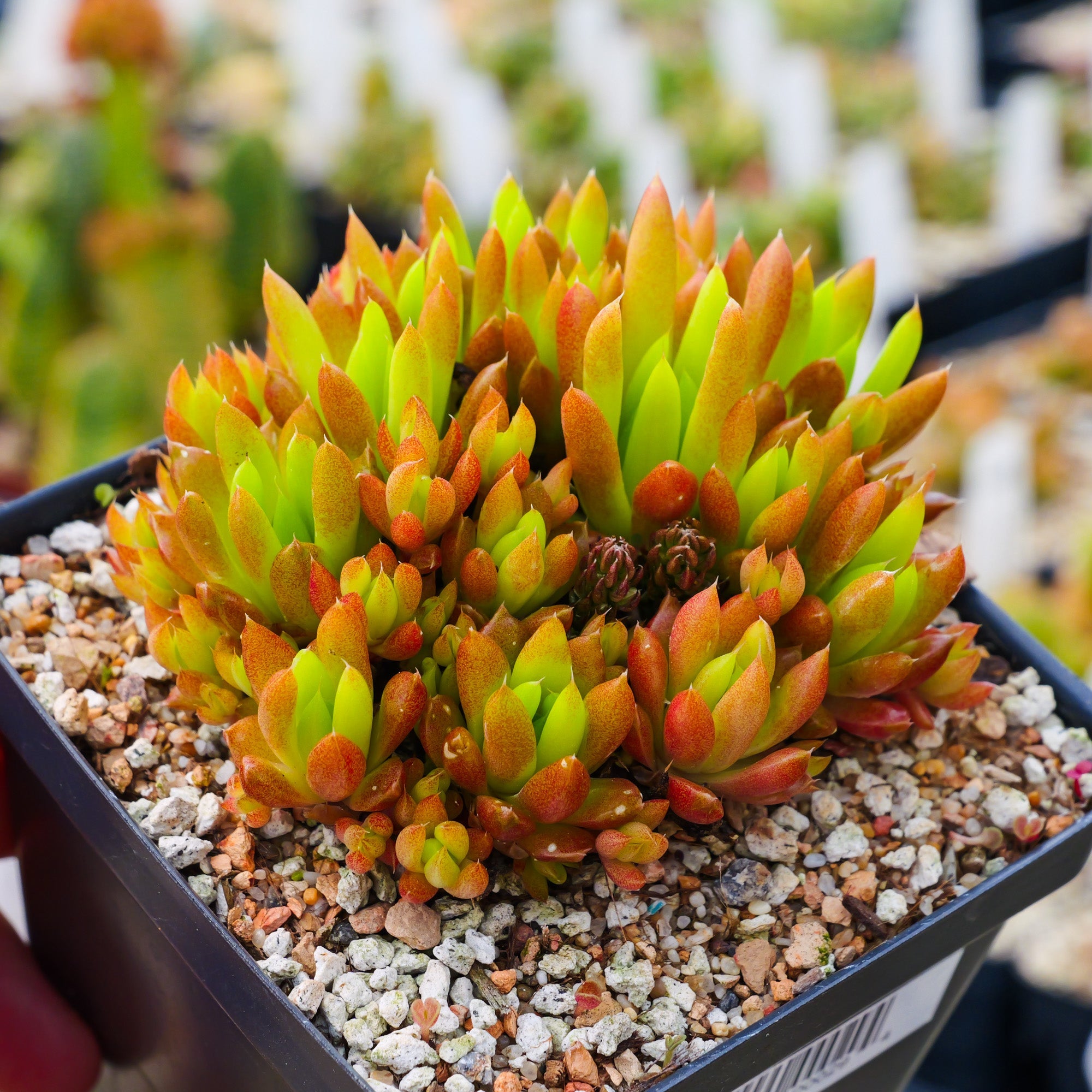 Orostachys japonica - Rock Pine - Vivid Root