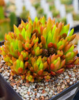 Orostachys japonica - Rock Pine - Vivid Root