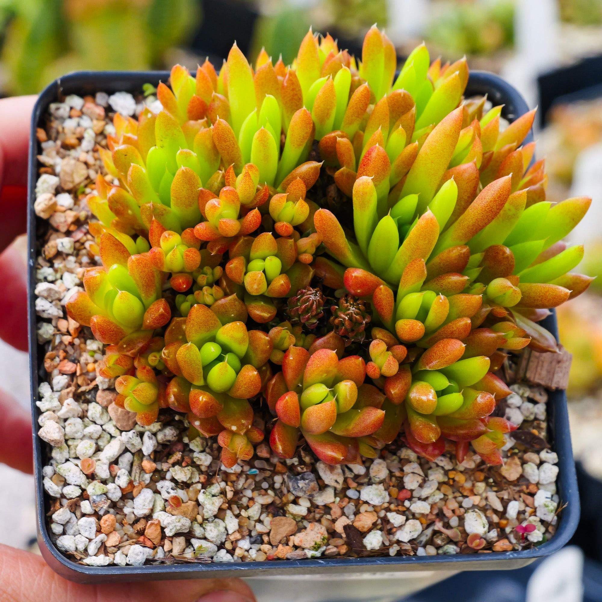 Orostachys japonica - Rock Pine - Vivid Root