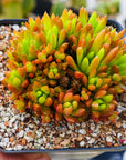 Orostachys japonica - Rock Pine - Vivid Root