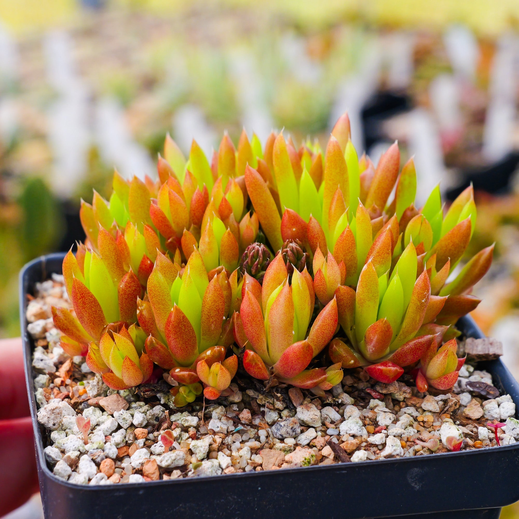 Orostachys japonica - Rock Pine - Vivid Root