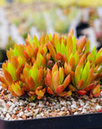 Orostachys japonica - Rock Pine - Vivid Root