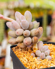 Pachyphytum rzedowskii - Baby Finger - Vivid Root
