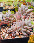 Pachyphytum rzedowskii - Baby Finger - Vivid Root