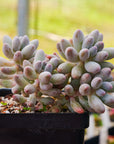 Pachyphytum rzedowskii - Baby Finger - Vivid Root