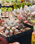 Pachyphytum rzedowskii - Baby Finger - Vivid Root