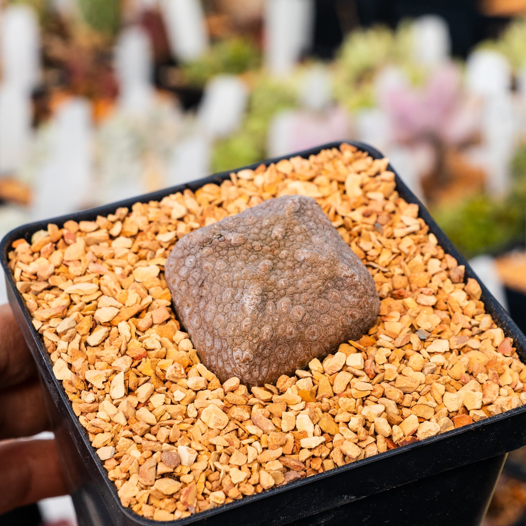 Pseudolithos cubiformis - Vivid Root