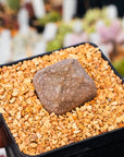 Pseudolithos cubiformis - Vivid Root
