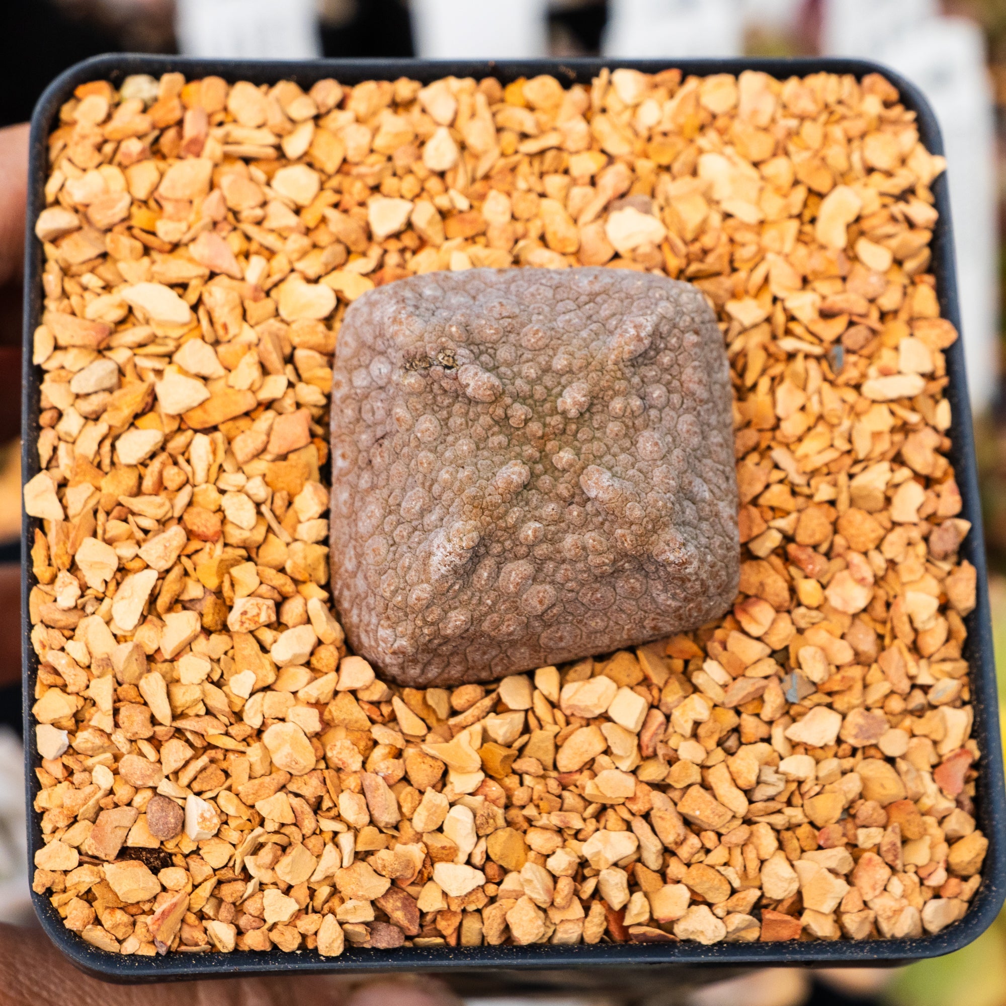 Pseudolithos cubiformis - Vivid Root