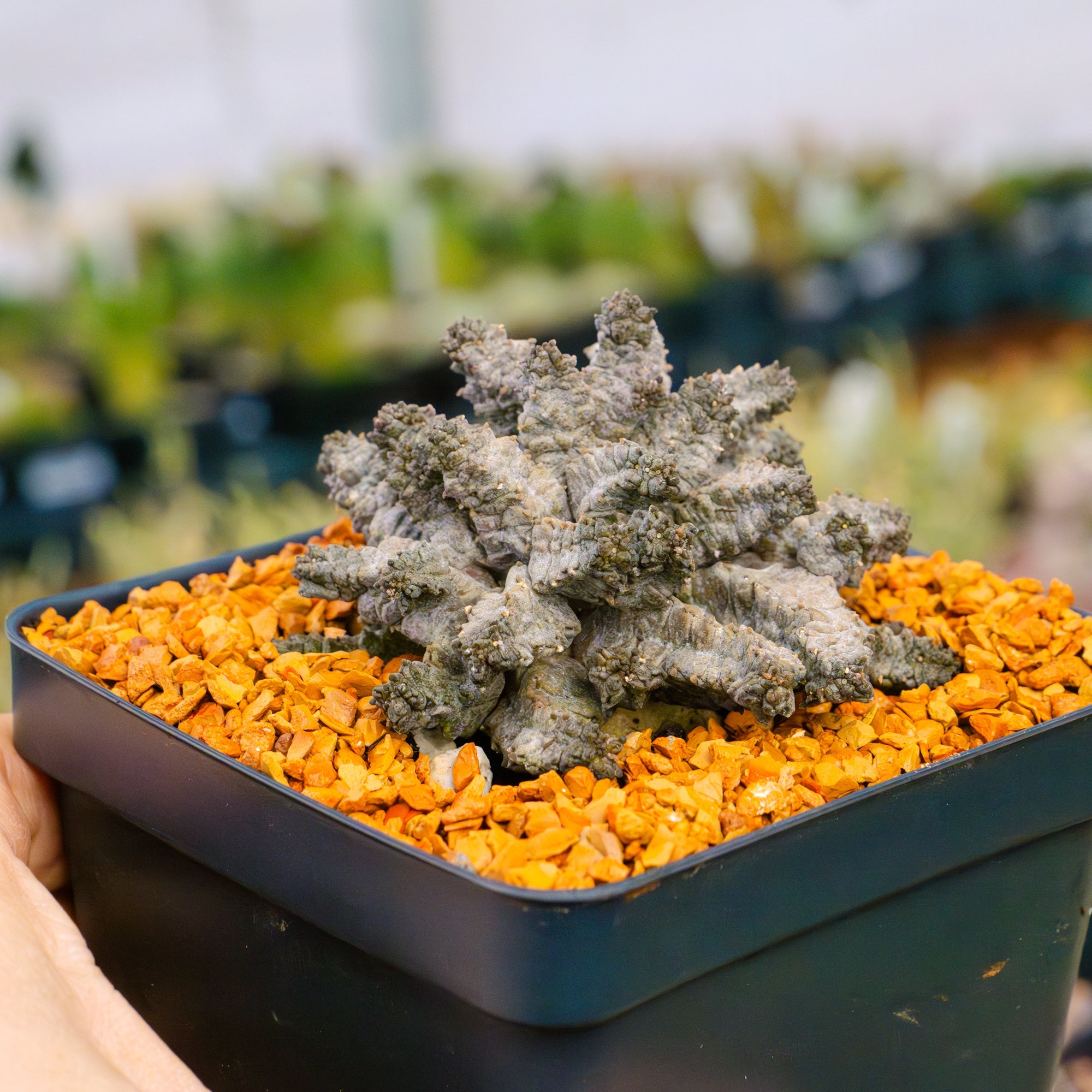 Pseudolithos mccoyii - Vivid Root