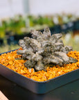 Pseudolithos mccoyii - Vivid Root