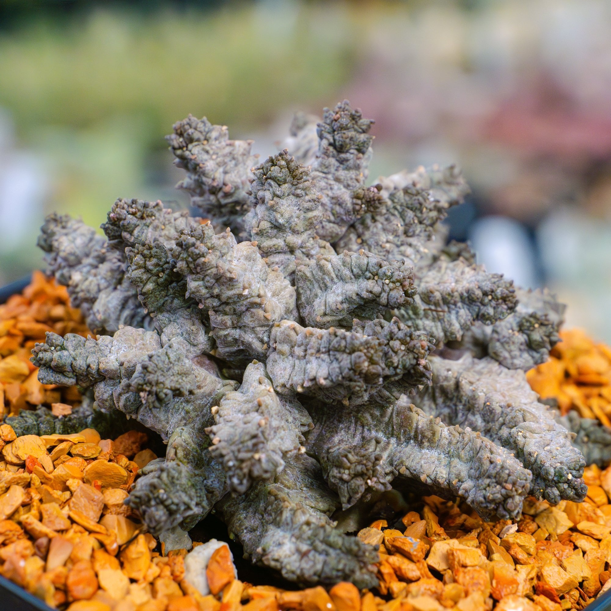 Pseudolithos mccoyii - Vivid Root