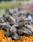 Pseudolithos mccoyii - Vivid Root