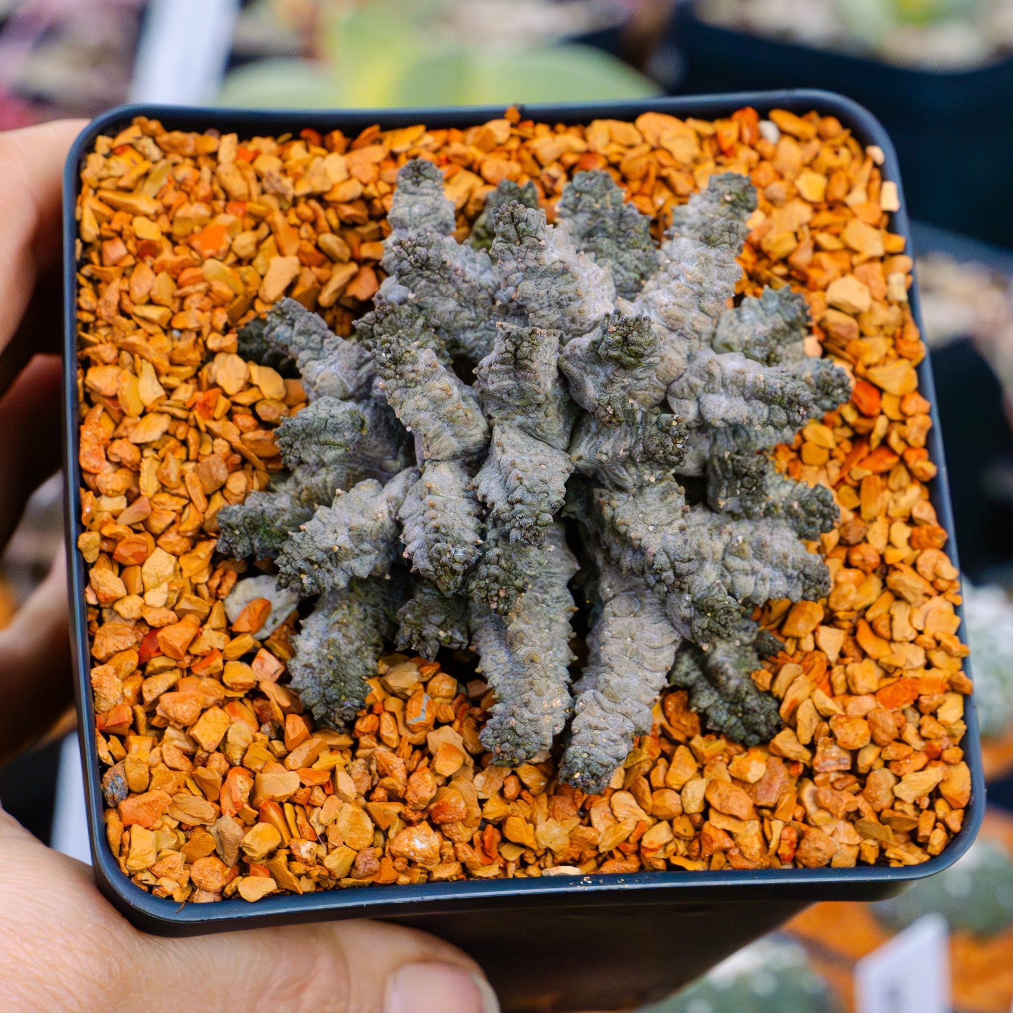 Pseudolithos mccoyii - Vivid Root