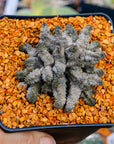 Pseudolithos mccoyii - Vivid Root
