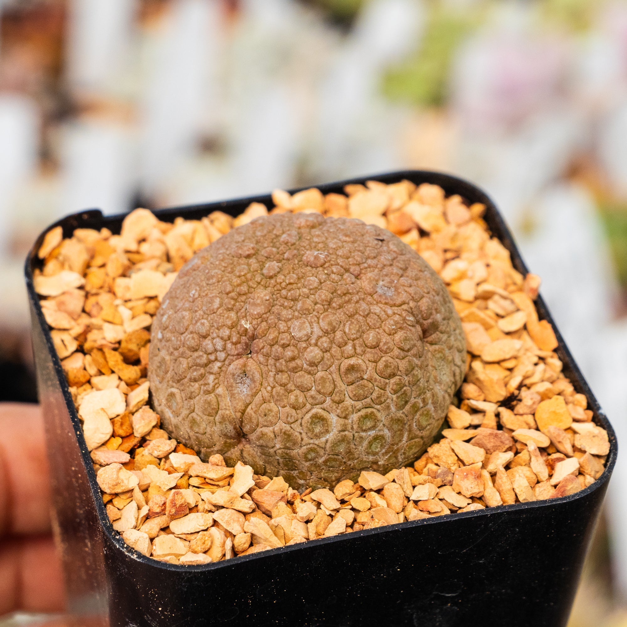 Pseudolithos migiurtinus - Vivid Root