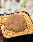Pseudolithos migiurtinus - Vivid Root