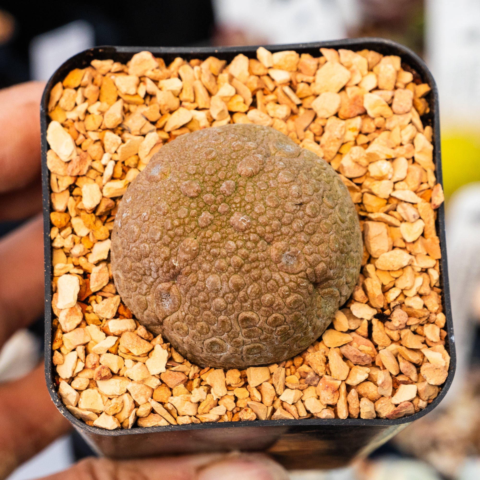 Pseudolithos migiurtinus - Vivid Root
