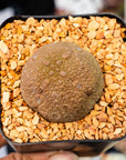 Pseudolithos migiurtinus - Vivid Root