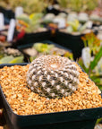 Rebutia arenacea - Vivid Root