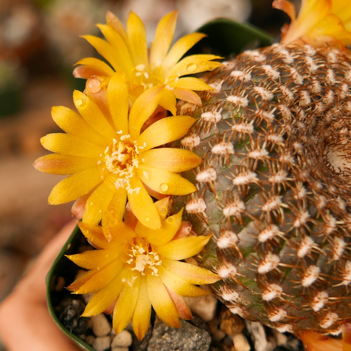 Rebutia arenacea - Vivid Root