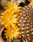 Rebutia arenacea - Vivid Root