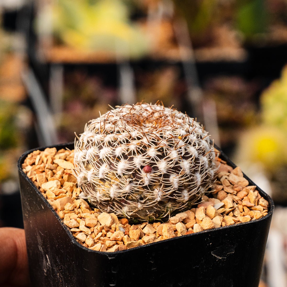Rebutia arenacea - Vivid Root