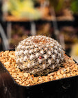 Rebutia arenacea - Vivid Root
