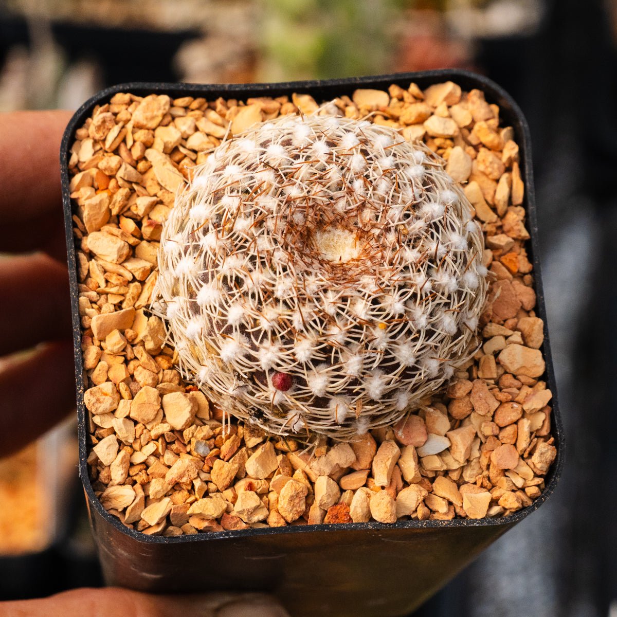 Rebutia arenacea - Vivid Root