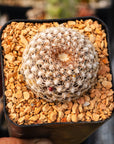 Rebutia arenacea - Vivid Root