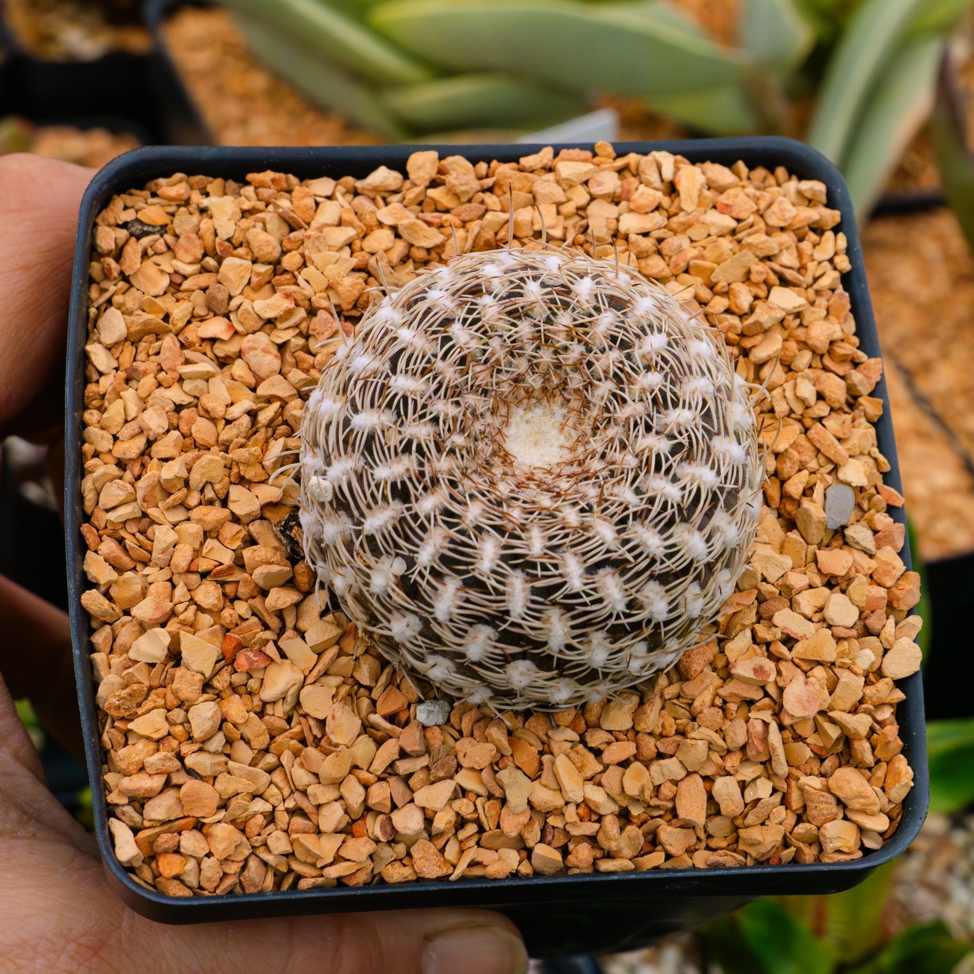 Rebutia arenacea - Vivid Root