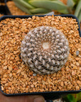 Rebutia arenacea - Vivid Root