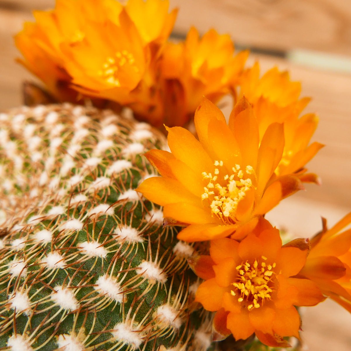 Rebutia arenacea - Vivid Root