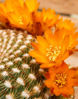 Rebutia arenacea - Vivid Root