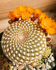 Rebutia arenacea - Vivid Root