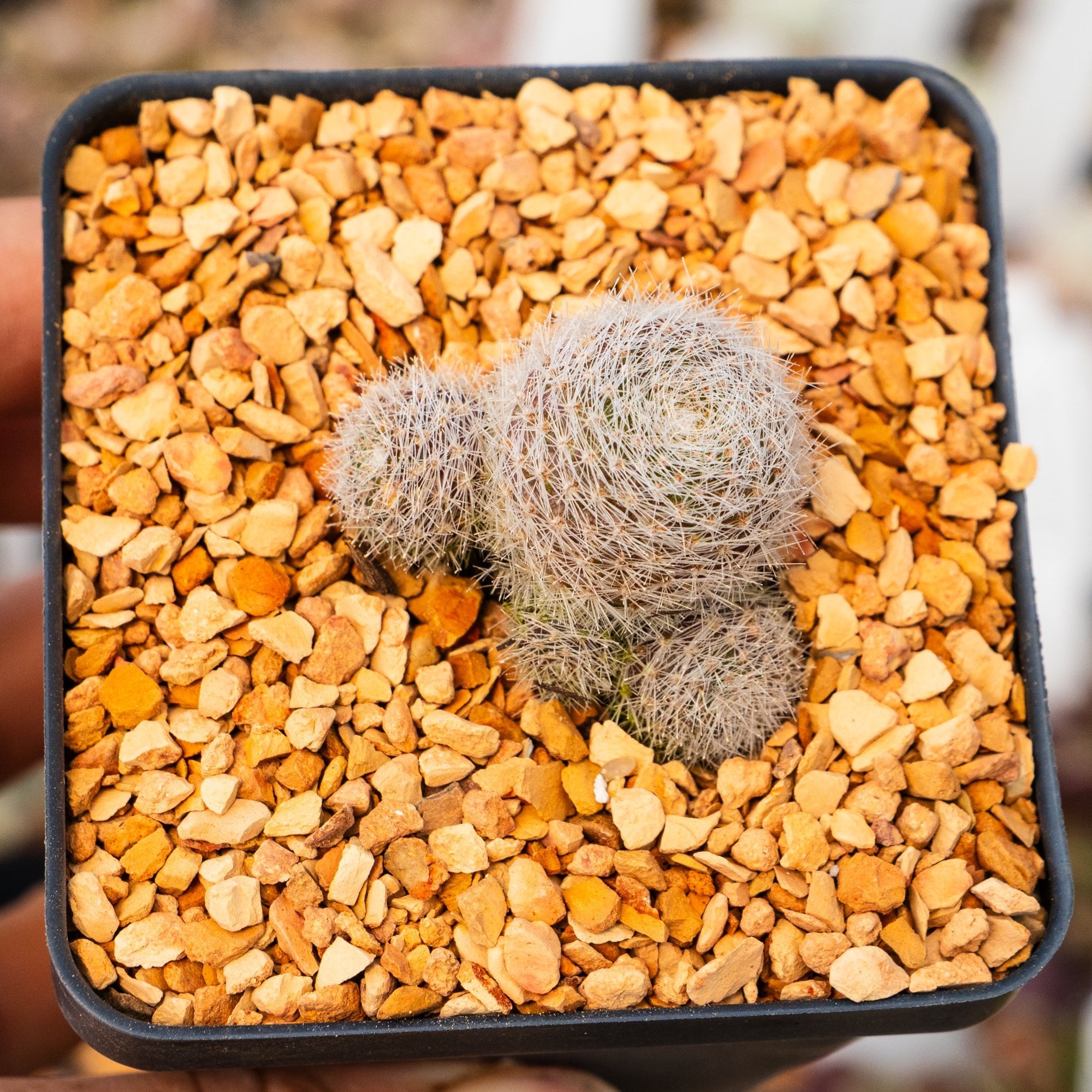 Rebutia cv. sunrise - Vivid Root