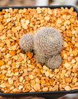 Rebutia cv. sunrise - Vivid Root