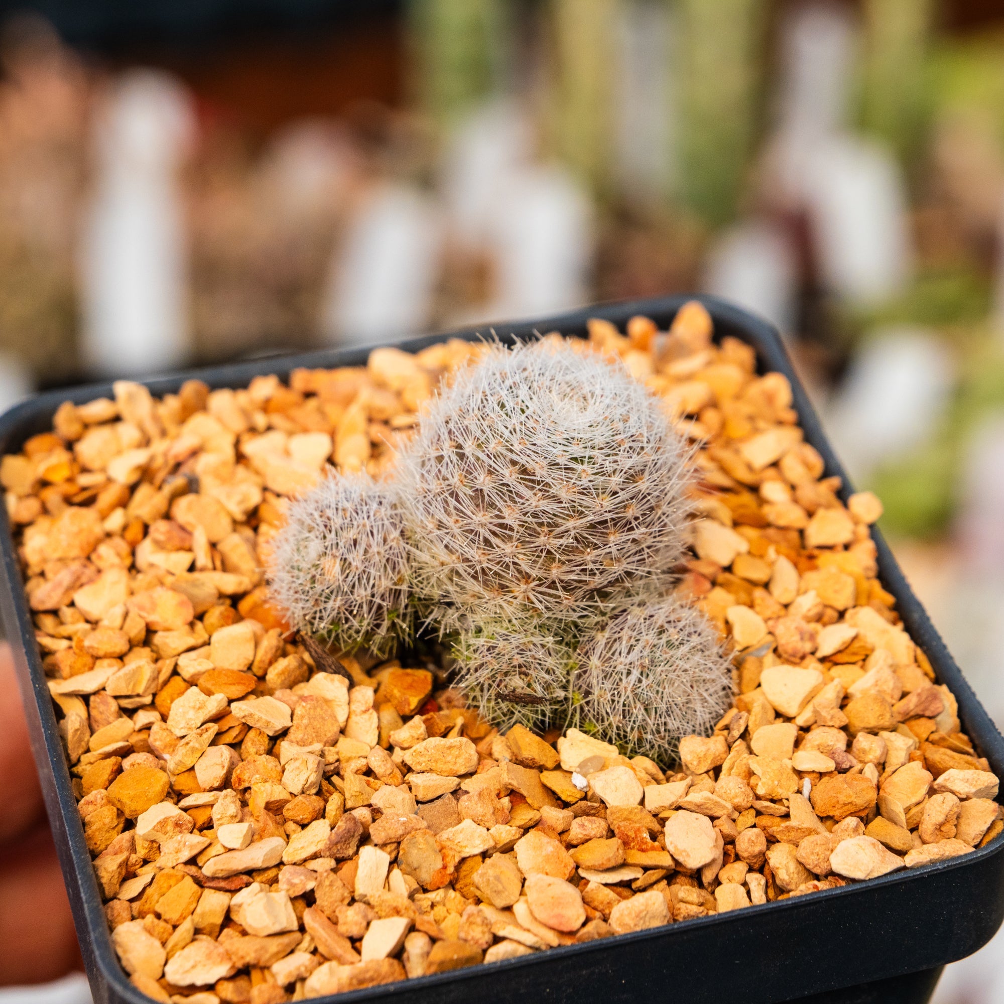 Rebutia cv. sunrise - Vivid Root